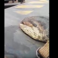 A fost descoperit cel mai mare șarpe din lume! ► Foto: youtube.com