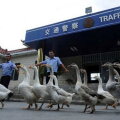 Așa ceva nu s-a mai văzut! Cîini polițiști, înlocuiți cu gîște