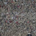 Pentru că n-au fost lăsați să intre cu veste, dinamoviștii au trecut la o coregrafie "de sezon", la bustul gol
// Foto: Raed Krishan
