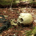 Pădurea Aokigahara (Japonia)