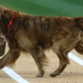 Jake Diamond Dog