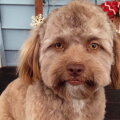Yogi