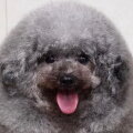 Sesame