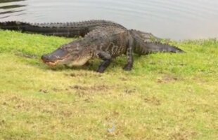 VIDEO O partidă de golf a fost întreruptă de o bătaie de crocodili :)