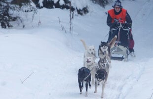 Poveşti din Ţara Harghitei, trăite în spatele unei curse cu atelaje trase de husky, malamuţi şi samoezi