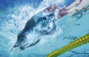 Hamsterii au luat cu asalt Londra » Invazie la piscina olimpică, la hipodrom şi în sălile de baschet :)