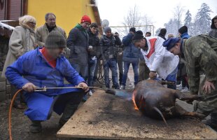 FOTO şi VIDEO Steliştii au tăiat porcul şi sărbătoresc locul 1 cu lăutari » Reghe: "Facem o petrecere cum n-a mai fost"