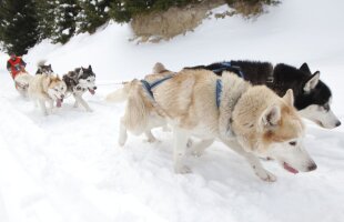 Zăpadă adusă cu căruţe » Organizatorii unui concurs de atelaje canine au apelat la soluţii extreme