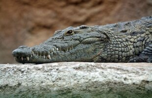 VIDEO Inedit » Un crocodil a fost folosit pentru tragerea la sorți a unor meciuri de la Cupa Davis