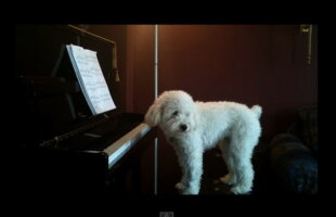 One-dog-show. Să-l admirăm pe Tucker, cățelul pianist :)