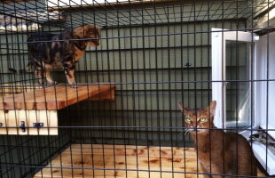 Regina pisicilor :) Pare o casă normală, dar proprietarii au modificat totul pentru animalul lor preferat