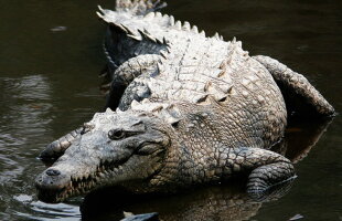 Șocant! O închisoare va fi păzită de crocodili, pești piranha și tigri