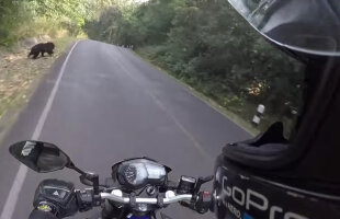 VIDEO Ce se întâmplă când un motociclist dă nas în nas cu un urs