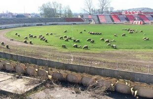 FOTO Imagini INCREDIBILE dintr-un municipiu care a câştigat Cupa României: oile pasc pe stadion!