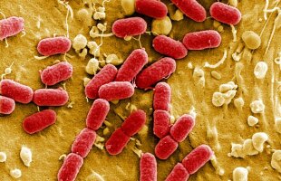 ALERTĂ MAXIMĂ înainte de JO 2016! Reuters publică un raport alarmant: "superbacterii" pe plajele din Rio de Janeiro!