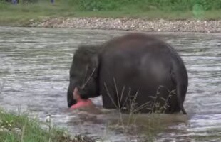 VIDEO Salvat de elefant! A simulat un posibil înec, dar a primit un ajutor neașteptat