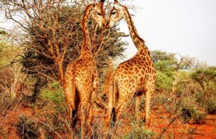 FOTO Grigor și iubirea din safari » Dimitrov are talent și la poze: imagini minunate surprinse în Africa