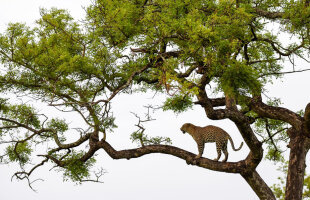 Fotografii dramatice! National Geographic a suprins imagini RARE: ce mănâncă acest leopard