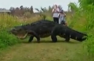 VIDEO » Un aligator gigantic și-a făcut apariția în Florida. Oamenilor nu le-a venit să creadă!