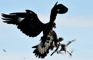 VIDEO » Forţele Aeriene ale Franţei au înrolat vulturi pentru a combate dronele