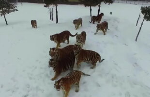 VIDEO » Imagini incredibile! Câţiva tigri au doborât o dronă exasperaţi că îi urmărea 