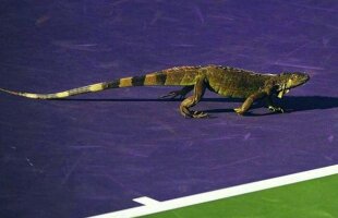 VIDEO + FOTO Moment unic în tenis » Un meci de la turneul din Miami a fost oprit din cauza unei iguane