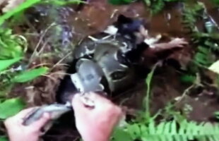 VIDEO » În ultima secundă a salvat o pisică din gura unui şarpe boa