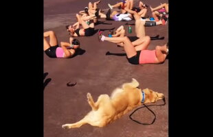 VIDEO Acesta este cel mai amuzant câine pe care l-ai văzut vreodată! Face sport în rând cu adulţii