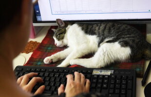 Terapie antistres nemaîntâlnită la o firmă de IT din Tokyo, pisicile
