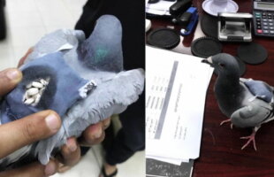 Vameşii din Kuweit, nevoiţi să aresteze un porumbel. Motivul pare ireal!