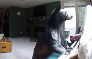 VIDEO Un urs a intrat într-o casă și a început să cânte la pian!