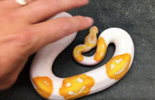 VIDEO Un crescător de animale a creat șerpi cu emoticoane pe ei