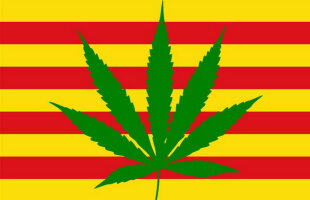 Catalanii au un motiv în plus să se separe de Spania. A fost legalizat consumul de canabis!