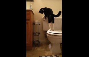 VIDEO Când factura la apă a luat-o razna, a descoperit că pisica a consumat cel mai mult