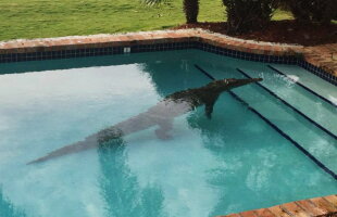 Mexican atacat de un crocodil în piscina unui complex turistic