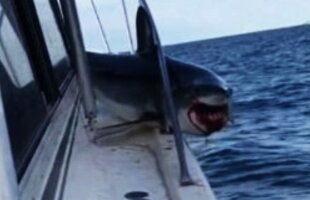 VIDEO Imagini terifiante. Un rechin a ajuns pe un vapor!