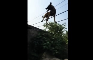 VIDEO Un câine acrobat face senzaţie pe internet