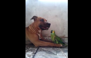 VIDEO Reacţia incredibilă a unui câine când s-a întâlnit prima dată cu un papagal