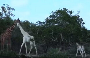 FOTO & VIDEO Imagini pe care le vezi o dată în viață. Două girafe albe, filmate în Kenya