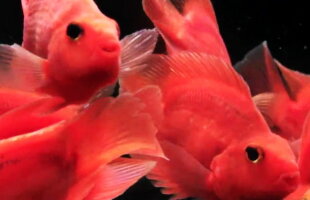 Un hotel închiriază peşti roşii pentru cei care sunt singuri