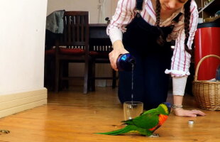 VIDEO Acesta este cel mai amuzant papagal. Te vei amuza copios!