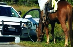 O femeie a fost arestată pentru că a mers pe un cal fiind în stare de ebrietate