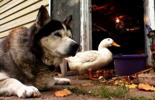 VIDEO Un câine și o raţă au devenit tovarăşi inseparabili