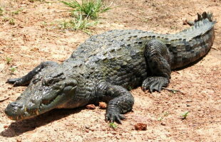 O fotografie care te va lăsa fără cuvinte. Un crocodil a ieşit din apă cu o anvelopă în jurul gâtului