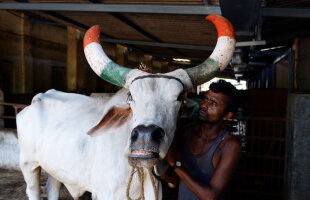 "Terapie cu vaci" în penitenciarele din India