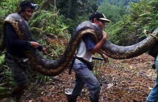 GALERIE FOTO & VIDEO Imagini uluitoare. Au prins un piton de peste 20 de metri și l-au gătit la cină!