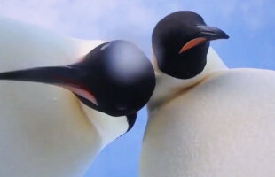 VIDEO Doi pinguini au găsit o cameră video. Ce a urmat a amuzat tot internetul