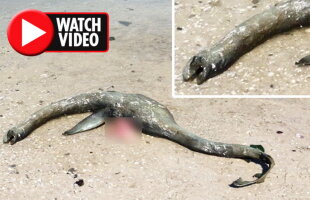 VIDEO A fost găsit monstrul din Loch Ness? Această creatură a stârnit nenumărate controverse