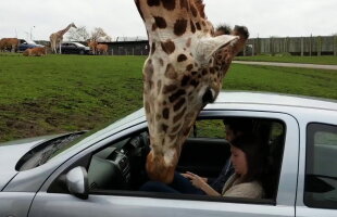 VIDEO O girafă a băgat capul pe geamul unei mașini. Ce urmează e ca-n filme!