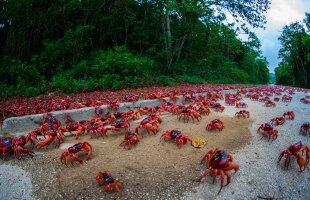 VIDEO Imagini spectaculoase! Aşa arată migraţia a milioane de crabi
